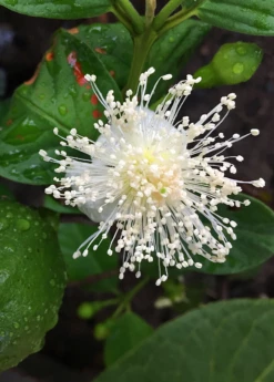 Guava, Lemon (Psidium Littorale) 6 Guava, Lemon (Psidium Littorale) -Wilson Bros Gardens Shop lemon cattley guava flower