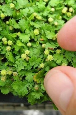 Miniature Brass Buttons Fairy Fern (Leptinella Gruveri) - 6 Pack Of Pint Pots