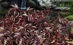 Rejoyce Coast Leucothoe (Leucothoe Axillaris) - 3 Gallon Pot -Wilson Bros Gardens Shop leucothoe axillaris rejoyce 10