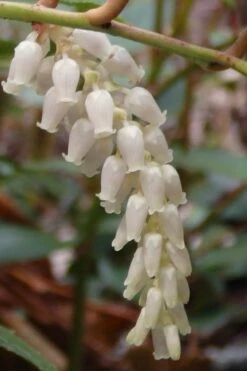 Rejoyce Coast Leucothoe (Leucothoe Axillaris) - 3 Gallon Pot -Wilson Bros Gardens Shop leucothoe axillaris rejoyce 11