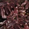 Rejoyce Coast Leucothoe (Leucothoe Axillaris) - 3 Gallon Pot