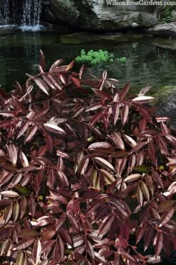 Rejoyce Coast Leucothoe (Leucothoe Axillaris) - 3 Gallon Pot -Wilson Bros Gardens Shop leucothoe axillaris rejoyce 3