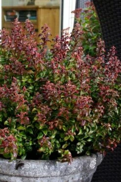 Twisting Red Leucothoe (Fetterbush) - 1 Gallon Pot -Wilson Bros Gardens Shop leucothoe axillaris twisting red coastal dog hobble 2 1