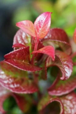 Twisting Red Leucothoe (Fetterbush) - 1 Gallon Pot -Wilson Bros Gardens Shop leucothoe axillaris twisting red coastal dog hobble 3 1