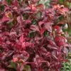 Twisting Red Leucothoe (Fetterbush) - 1 Gallon Pot