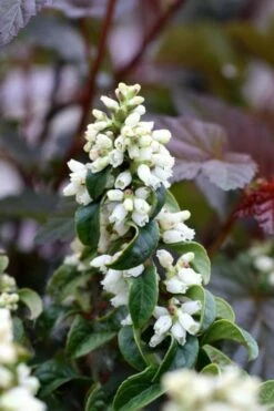 Twisting Red Leucothoe (Fetterbush) - 2 Gallon Pot -Wilson Bros Gardens Shop leucothoe axillaris twisting red coastal dog hobble 5
