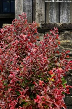 Twisting Red Leucothoe (Fetterbush) - 1 Gallon Pot -Wilson Bros Gardens Shop leucothoe axillaris twisting red coastal dog hobble 7 1