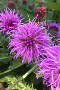 Savanna Blazing Star (Liatris Scariosa) - 1 Gallon Pot -Wilson Bros Gardens Shop liatris savanna 500x750 1