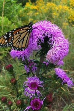 Savanna Blazing Star (Liatris Scariosa) - 1 Gallon Pot -Wilson Bros Gardens Shop liatris scariosa savanna blazing star 2