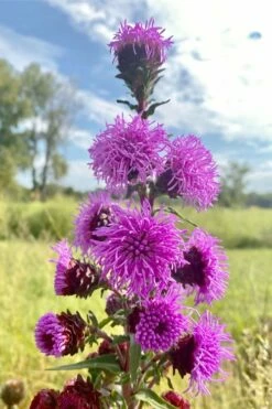 Savanna Blazing Star (Liatris Scariosa) - 1 Gallon Pot -Wilson Bros Gardens Shop liatris scariosa savanna blazing star 4
