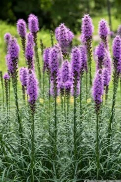 Blazing Star Gayfeather (Liatris Spicata) - 8 Pack Of 1 Gallon Pots