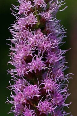 Blazing Star Gayfeather (Liatris Spicata) - 6 Pack Of 1 Gallon Pots -Wilson Bros Gardens Shop liatris spicata blazing star gayfeather 3 1