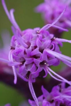 Blazing Star Gayfeather (Liatris Spicata) - 1 Gallon Pot -Wilson Bros Gardens Shop liatris spicata blazing star gayfeather 4 3