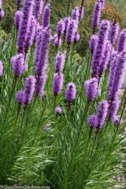 Blazing Star Gayfeather (Liatris Spicata) - 8 Pack Of 1 Gallon Pots -Wilson Bros Gardens Shop liatris spicata blazing star gayfeather 9