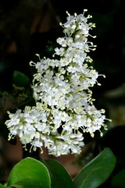 Waxleaf Ligustrum - 6 Pack Of 1 Gallon Pots -Wilson Bros Gardens Shop ligustrum japonicum waxleaf privet 1 1