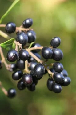 Waxleaf Ligustrum - 1 Gallon Pot -Wilson Bros Gardens Shop ligustrum japonicum waxleaf privet 2