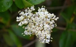 Waxleaf Ligustrum - 1 Gallon Pot -Wilson Bros Gardens Shop ligustrum japonicum waxleaf privet 3