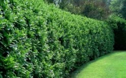 Waxleaf Ligustrum - 1 Gallon Pot -Wilson Bros Gardens Shop ligustrum japonicum waxleaf privet 4