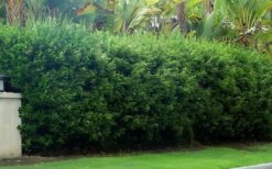 Waxleaf Ligustrum - 1 Gallon Pot -Wilson Bros Gardens Shop ligustrum japonicum waxleaf privet 5