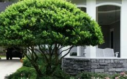 Waxleaf Ligustrum - 6 Pack Of 1 Gallon Pots -Wilson Bros Gardens Shop ligustrum japonicum waxleaf privet 6 1