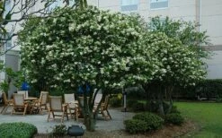 Waxleaf Ligustrum - 1 Gallon Pot -Wilson Bros Gardens Shop ligustrum japonicum waxleaf privet 7