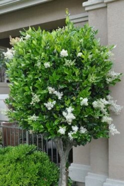 Waxleaf Ligustrum - 1 Gallon Pot -Wilson Bros Gardens Shop ligustrum japonicum waxleaf privet 8