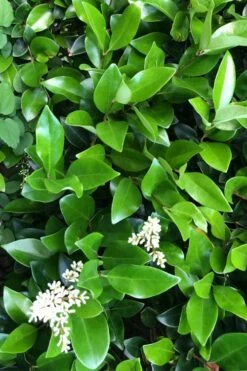 Waxleaf Ligustrum - 6 Pack Of 1 Gallon Pots -Wilson Bros Gardens Shop ligustrum japonicum waxleaf privet 9 1