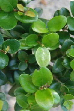 Little Moon Ligustrum - 1 Gallon Pot -Wilson Bros Gardens Shop ligustrum little moon 500x750 2