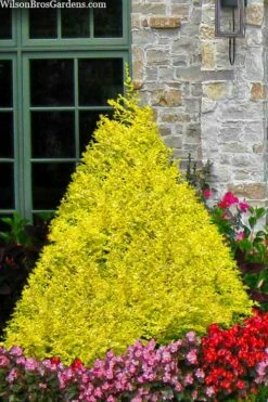 Sunshine Ligustrum - 6 Pack Of 1 Gallon Pots -Wilson Bros Gardens Shop ligustrum sunshine 100 1