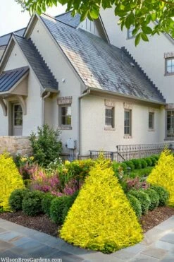 Sunshine Ligustrum - 6 Pack Of 1 Gallon Pots -Wilson Bros Gardens Shop ligustrum sunshine 102 1