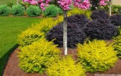 Sunshine Ligustrum - 3 Gallon Pot -Wilson Bros Gardens Shop ligustrum sunshine 105 3