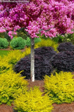 Sunshine Ligustrum - 3 Gallon Pot