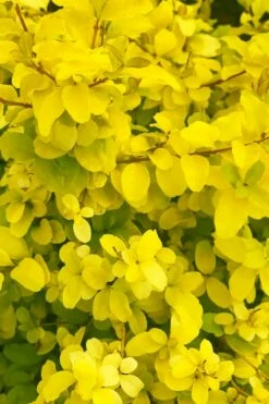 Sunshine Ligustrum - 6 Pack Of 1 Gallon Pots -Wilson Bros Gardens Shop ligustrum sunshine 108 1