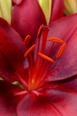 Tiny Comfort Asiatic Lily - 1 Gallon Pot -Wilson Bros Gardens Shop lilium asiaticum tiny comfort asian lily 1