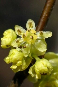 Spicebush (Lindera Benzoin) - 2.5 Gallon Pot -Wilson Bros Gardens Shop lindera benzoin yellow spicebush 1 3