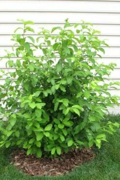 Spicebush (Lindera Benzoin) - 3 Pack Of 1.5 Quart Pots -Wilson Bros Gardens Shop lindera benzoin yellow spicebush 11 2