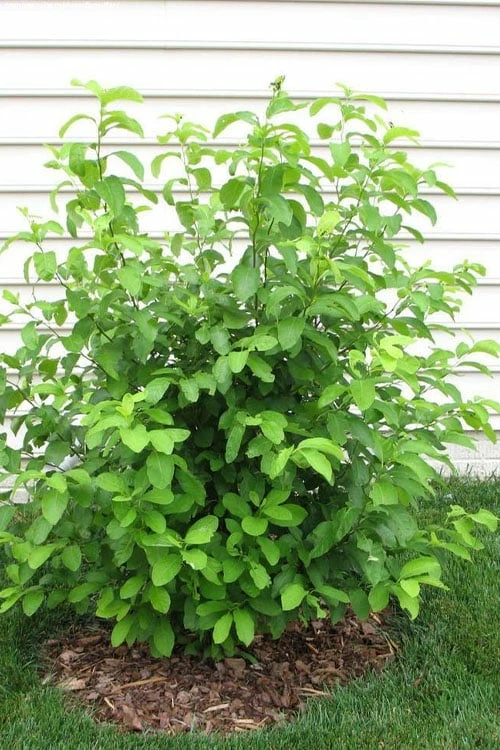 Spicebush (Lindera Benzoin) - 3 Gallon Pot 10 Spicebush (Lindera Benzoin) - 3 Gallon Pot - Image 10