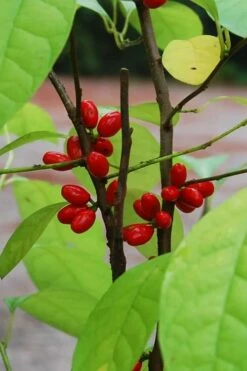 Spicebush (Lindera Benzoin) - 1 Gallon Pot 18 Spicebush (Lindera Benzoin) - 1 Gallon Pot -Wilson Bros Gardens Shop lindera benzoin yellow spicebush 14 4