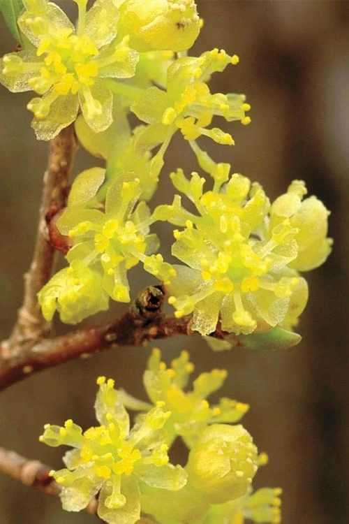 Spicebush (Lindera Benzoin) - 5 Gallon Pot 1 Spicebush (Lindera Benzoin) - 5 Gallon Pot