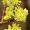 Spicebush (Lindera Benzoin) - 1 Gallon Pot