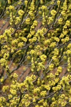 Spicebush (Lindera Benzoin) - 5 Gallon Pot 15 Spicebush (Lindera Benzoin) - 5 Gallon Pot -Wilson Bros Gardens Shop lindera benzoin yellow spicebush 22 1