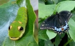 Spicebush (Lindera Benzoin) - 1 Gallon Pot 16 Spicebush (Lindera Benzoin) - 1 Gallon Pot -Wilson Bros Gardens Shop lindera benzoin yellow spicebush 23 4