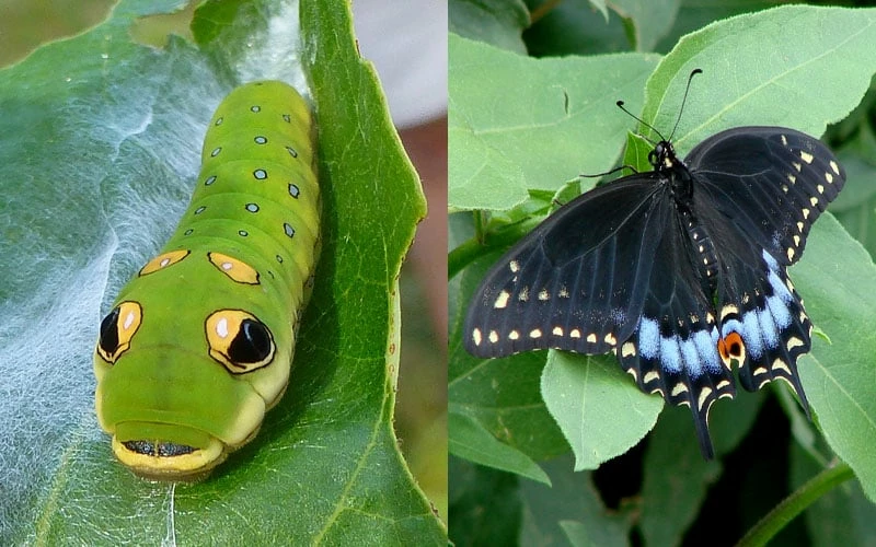 Spicebush (Lindera Benzoin) - 3 Gallon Pot 5 Spicebush (Lindera Benzoin) - 3 Gallon Pot - Image 5