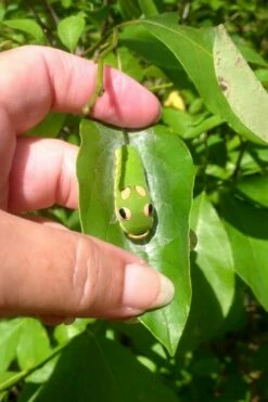 Spicebush (Lindera Benzoin) - 3 Gallon Pot 20 Spicebush (Lindera Benzoin) - 3 Gallon Pot -Wilson Bros Gardens Shop lindera benzoin yellow spicebush 7