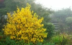 Spicebush (Lindera Benzoin) - 3 Pack Of 1.5 Quart Pots -Wilson Bros Gardens Shop lindera benzoin yellow spicebush 8 2