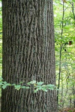 Tulip Poplar Tree - 3 Gallon Pot -Wilson Bros Gardens Shop liriodendron tulipifera yellow tulip poplar flower 11 2