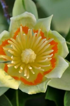 Tulip Poplar Tree - 1 Gallon Pot -Wilson Bros Gardens Shop liriodendron tulipifera yellow tulip poplar flower 12