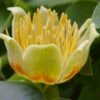 Tulip Poplar Tree (Liriodendron Tulipifera) - 3 Pack Of 1.5 Quart Pots