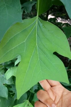 Tulip Poplar Tree (Liriodendron Tulipifera) - 3 Pack Of 1.5 Quart Pots -Wilson Bros Gardens Shop liriodendron tulipifera yellow tulip poplar flower 4 1