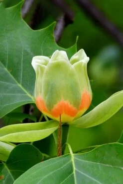 Tulip Poplar Tree - 1 Gallon Pot -Wilson Bros Gardens Shop liriodendron tulipifera yellow tulip poplar flower 6